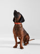 Collar perro SILBONxLADRANGAUCHO cuero