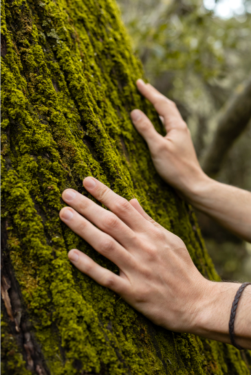 Los efectos beneficiosos que anticipamos de nuestra participación en este proyecto de reforestación: