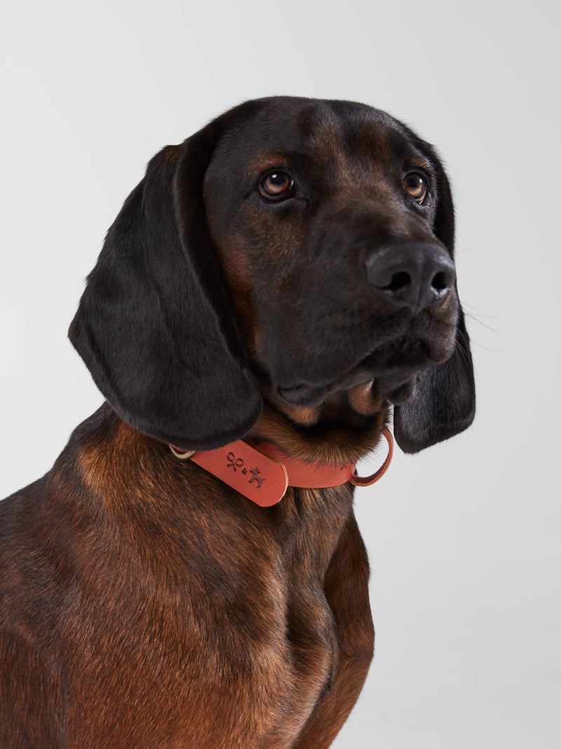 Collar perro SILBONxLADRANGAUCHO cuero