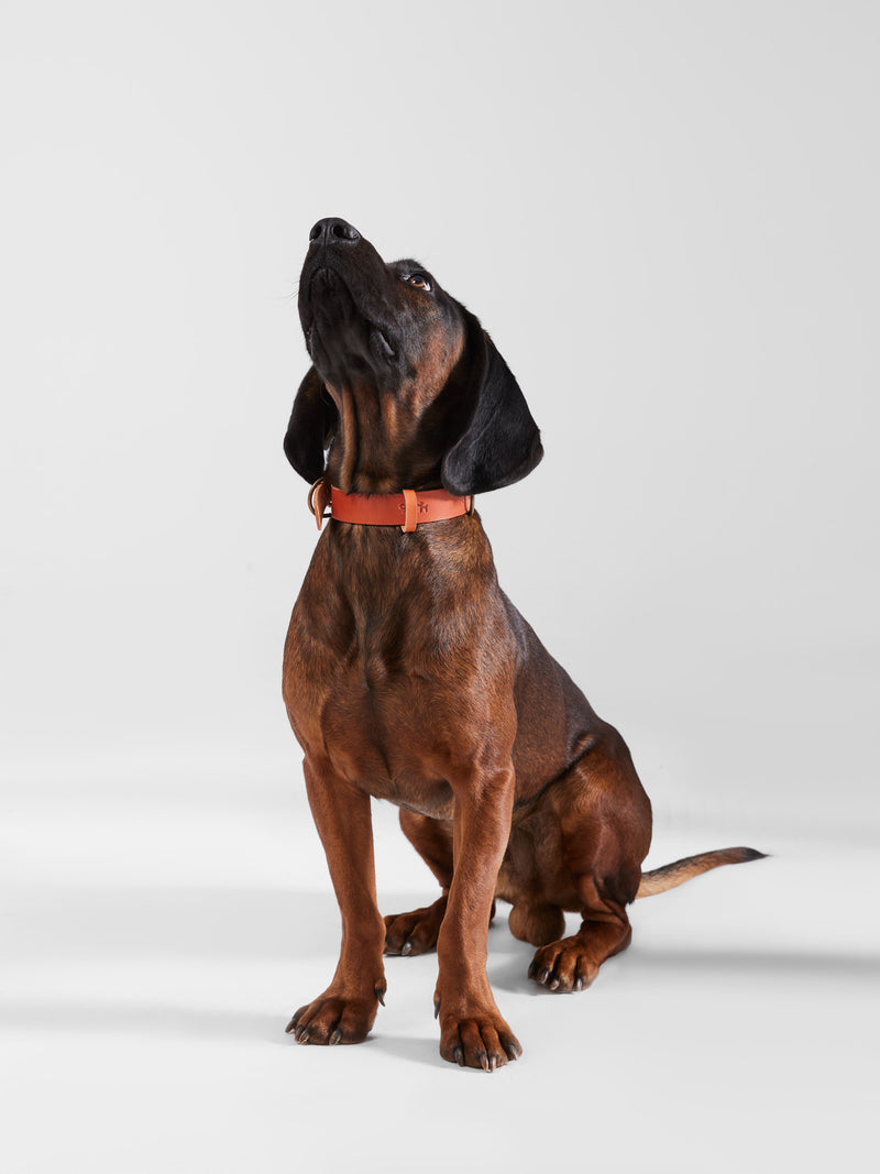 Collar perro SILBONxLADRANGAUCHO cuero